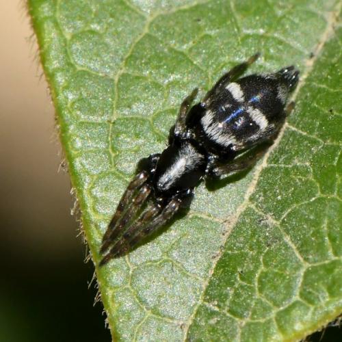 Réf. 230 348 : Aphantaulax sp.